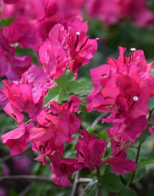 bouganvillea